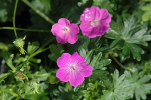 Geranium sanguineum f. nanum